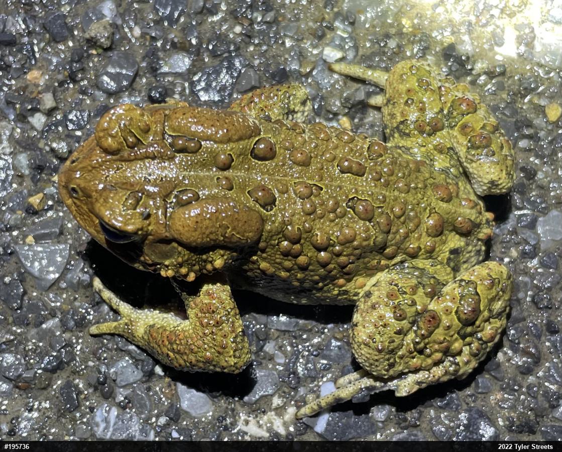 Eastern American Toad