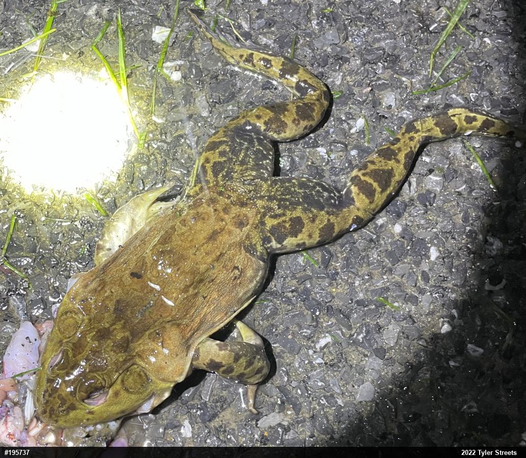 American Bullfrog