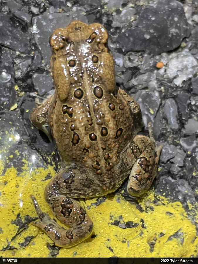 Eastern American Toad