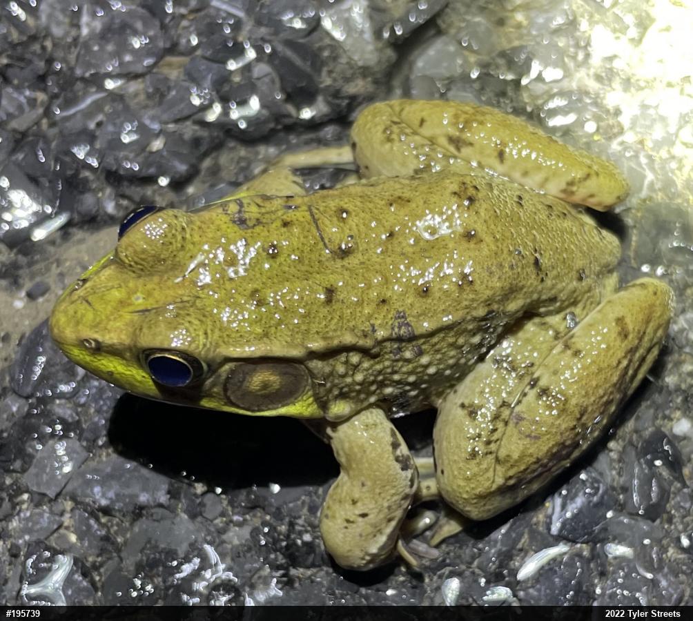 Green Frog