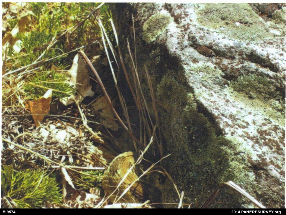 Timber Rattlesnake