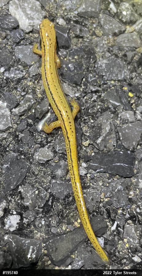 Northern Two-lined Salamander