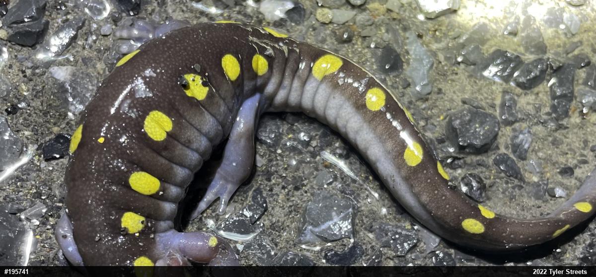 Spotted Salamander