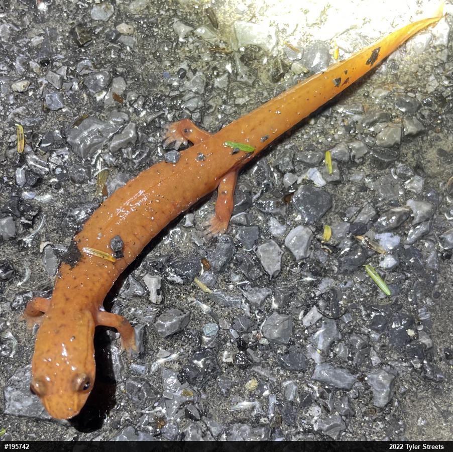 Northern Spring Salamander