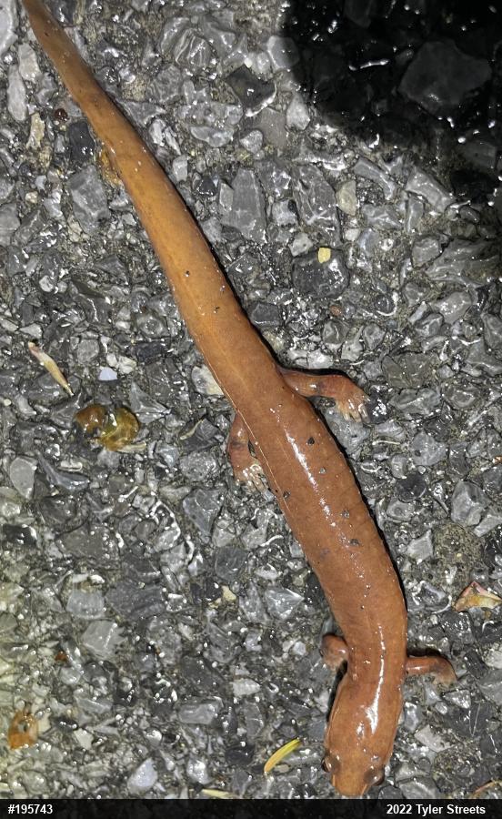 Northern Spring Salamander