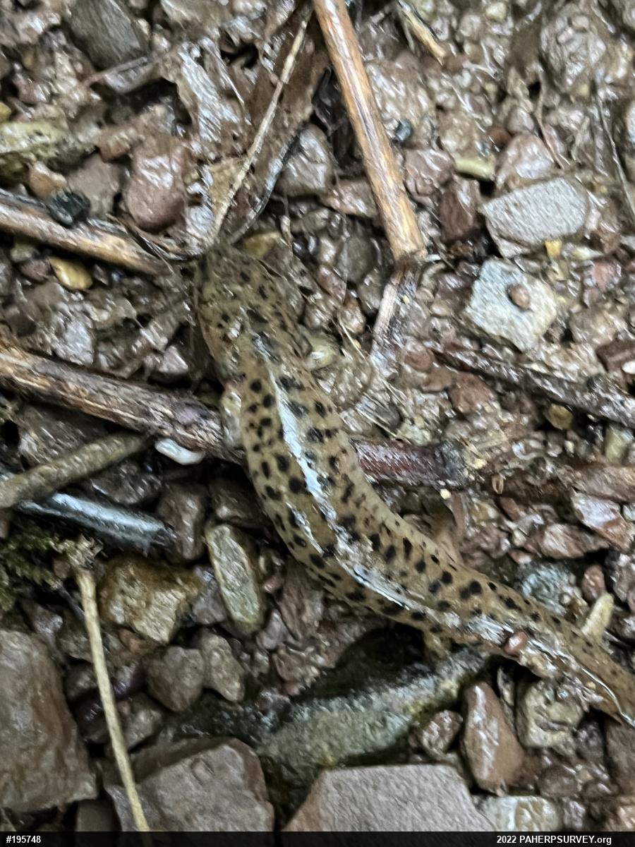 Northern Red Salamander