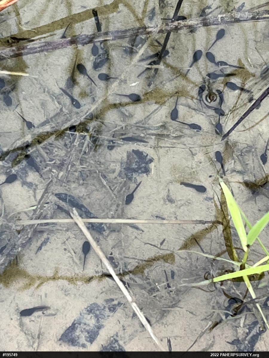 Eastern American Toad