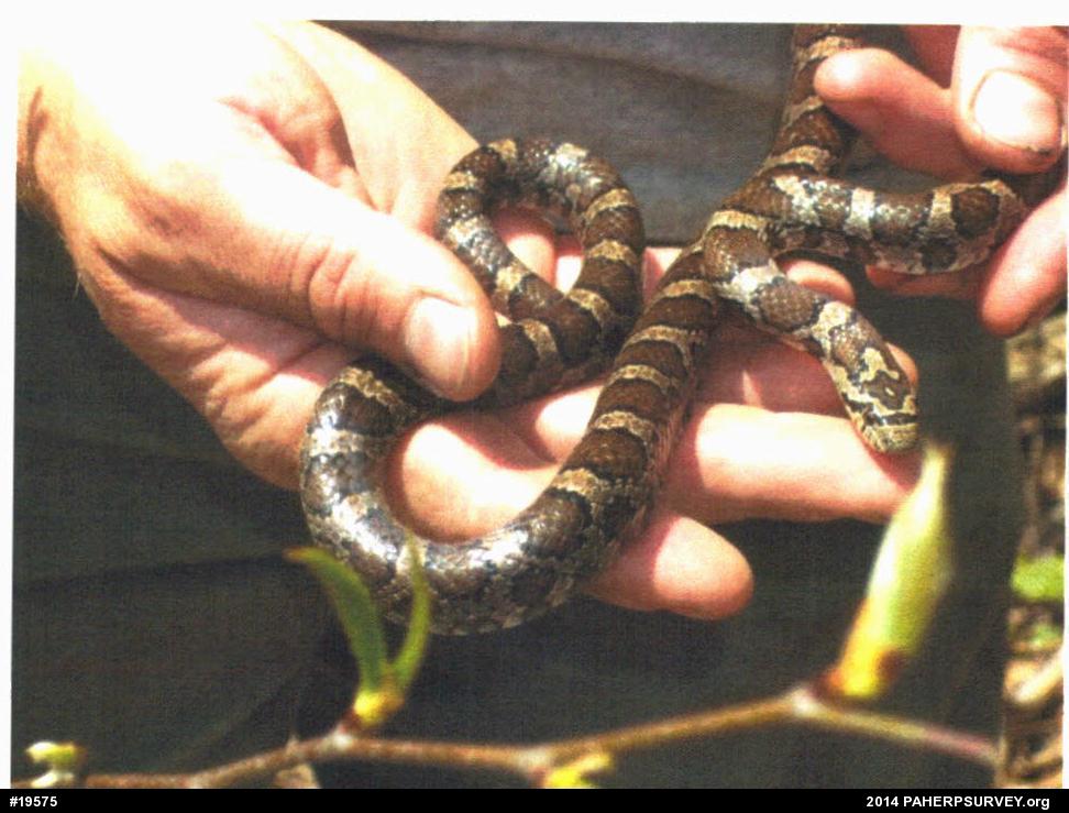 Eastern Milksnake