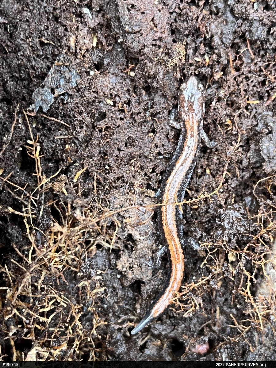 Eastern Red-backed  Salamander