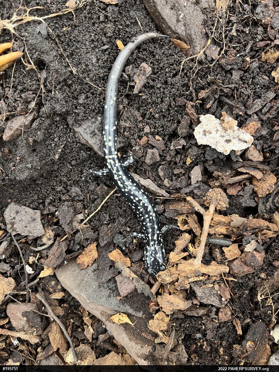 Northern Slimy Salamander