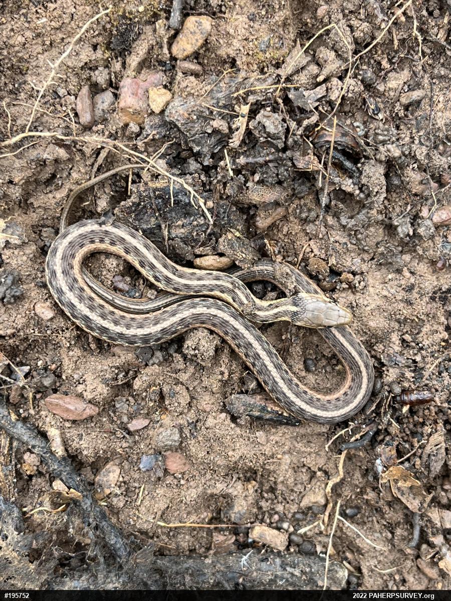 Eastern Gartersnake