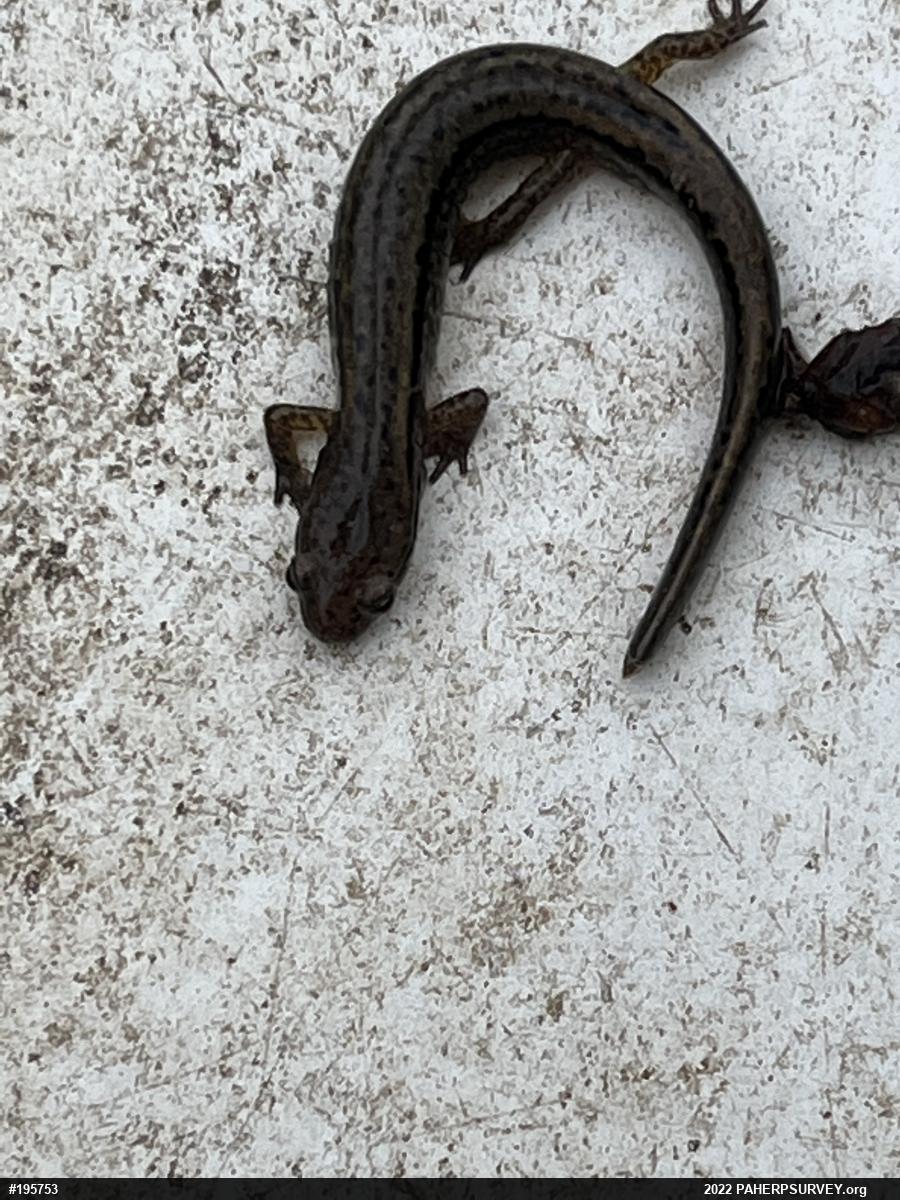 Northern Two-lined Salamander