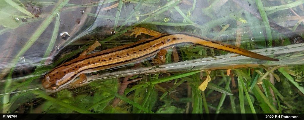 Northern Two-lined Salamander