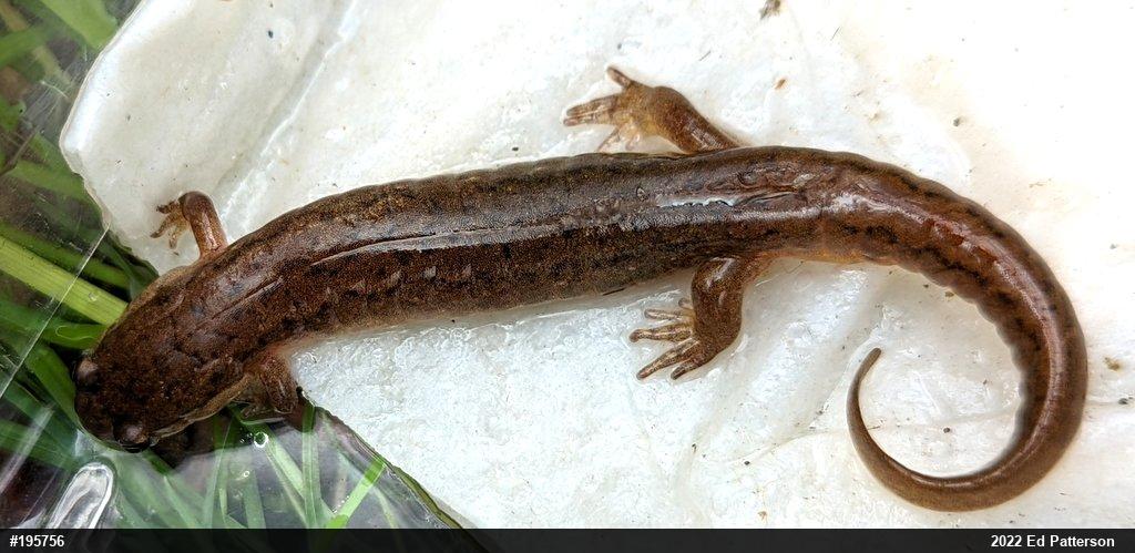 Northern Dusky Salamander