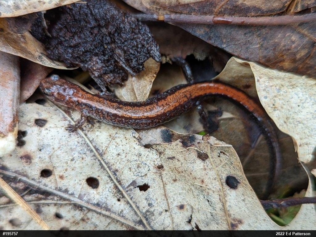 Eastern Red-backed  Salamander