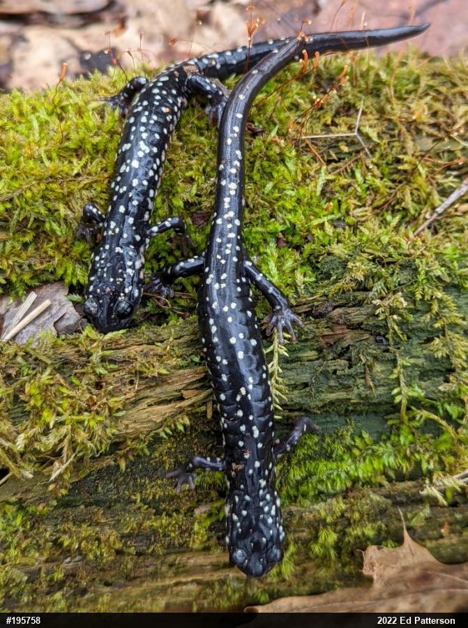 Northern Slimy Salamander