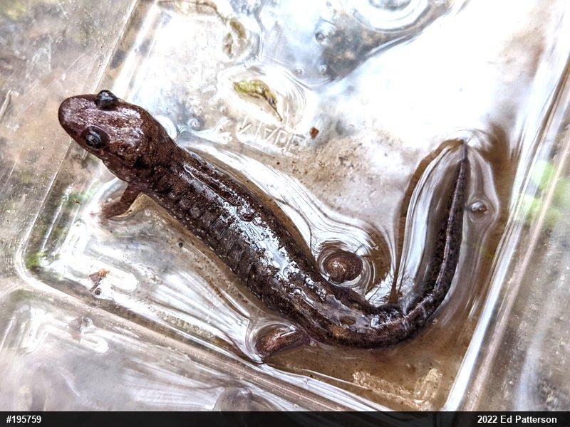 Seal Salamander