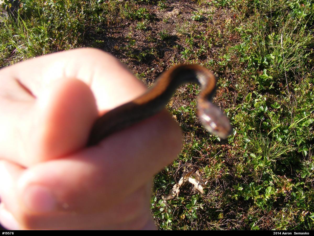 Red-bellied Snake