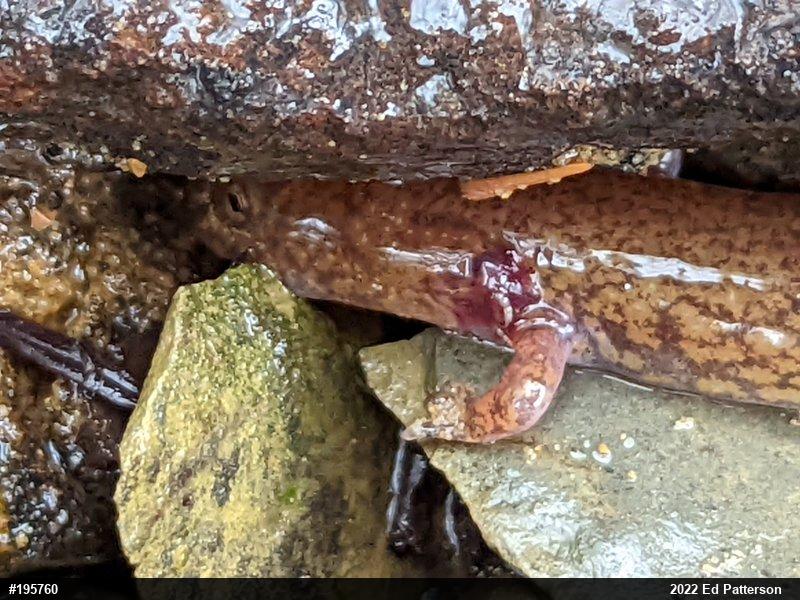 Northern Spring Salamander