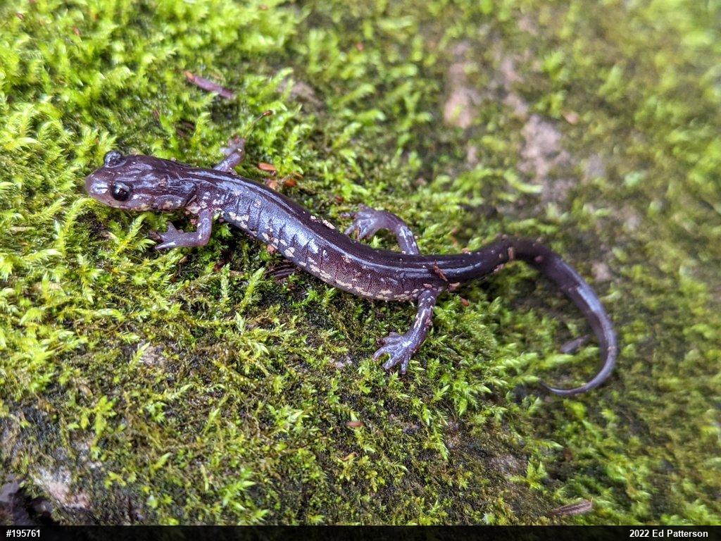 Wehrle's Salamander