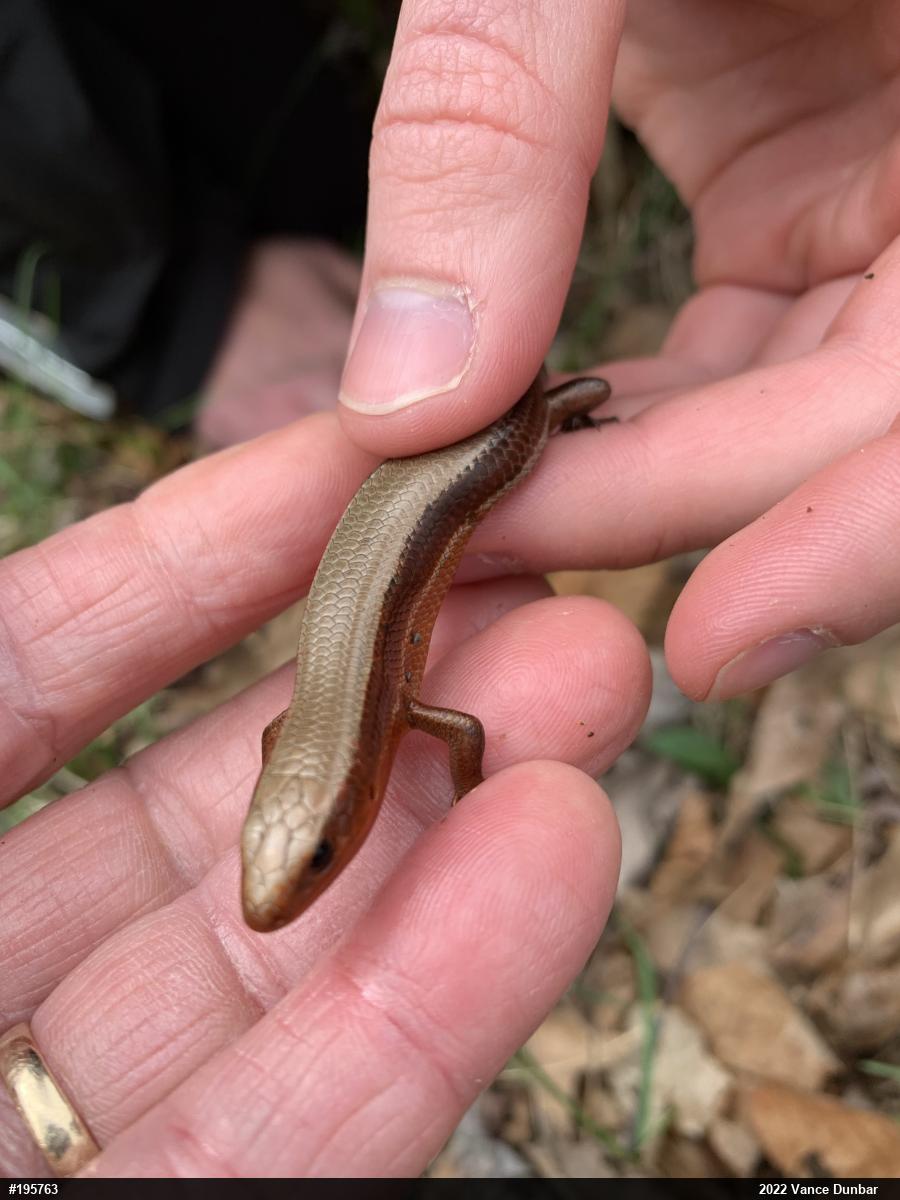 Northern Coal Skink