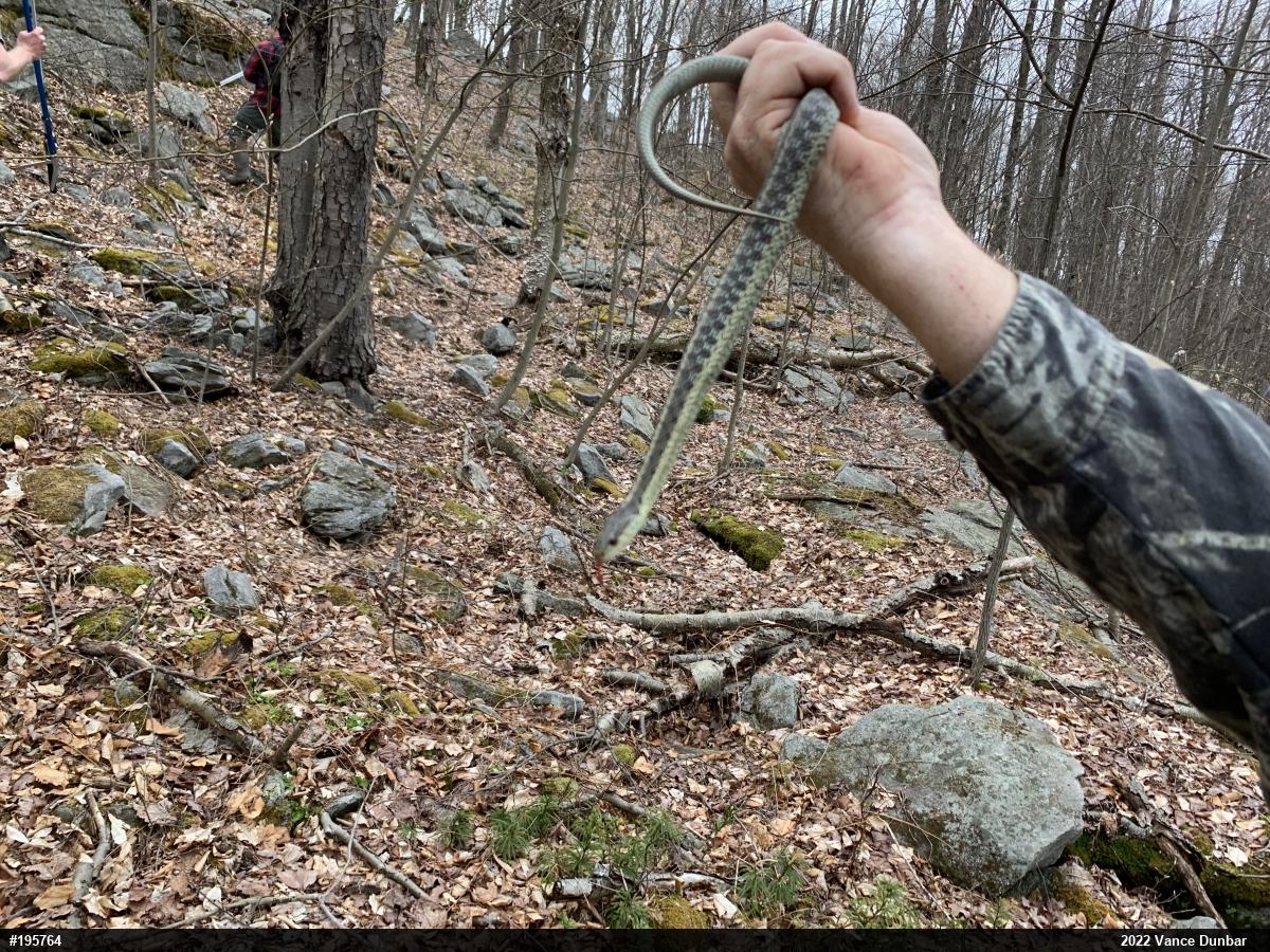 Eastern Gartersnake