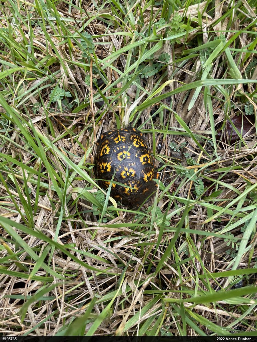 Eastern Box Turtle