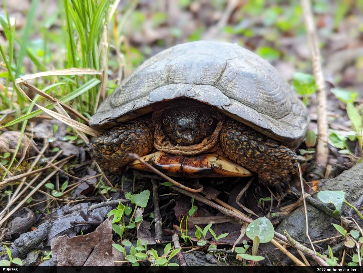 Wood Turtle