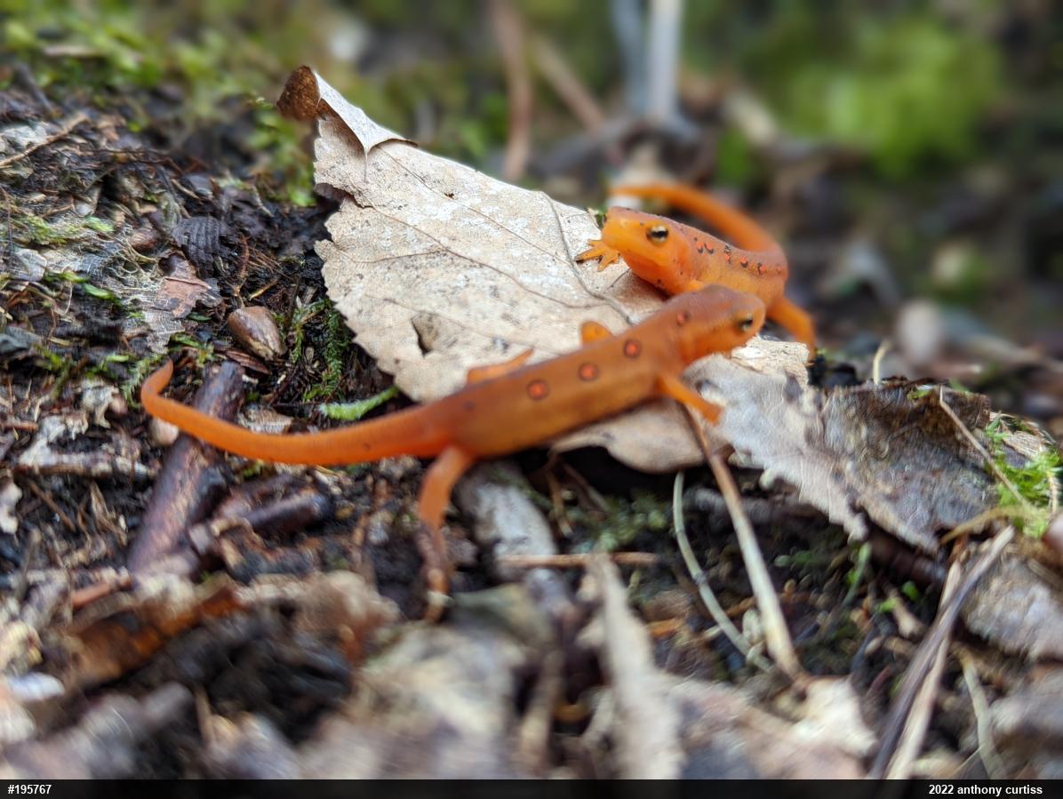 Red-spotted Newt