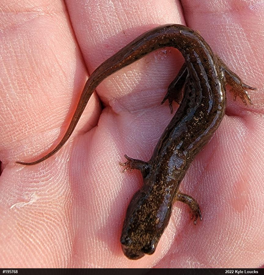 Northern Dusky Salamander