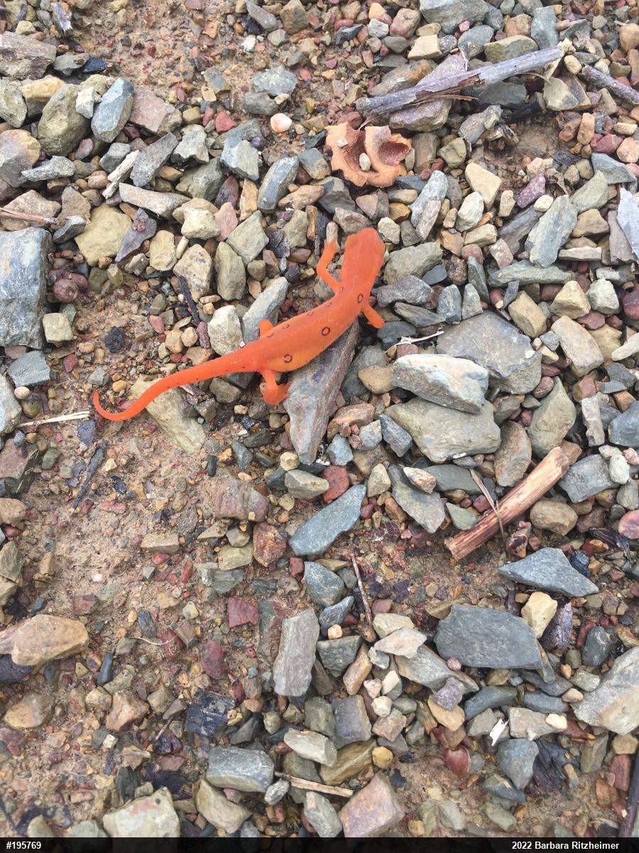 Red-spotted Newt