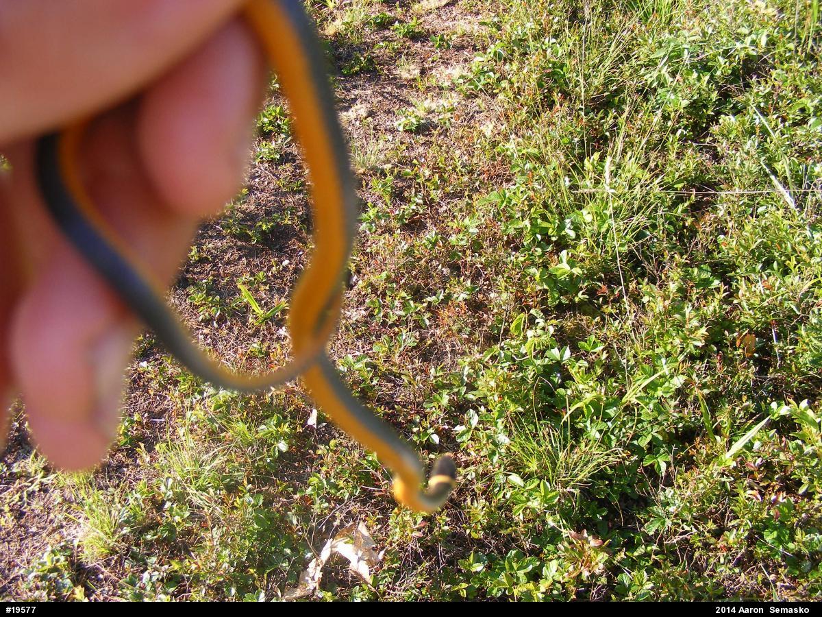 Northern Ring-necked Snake