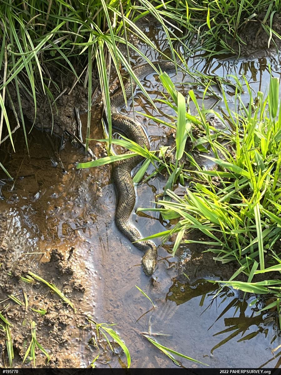 Northern Watersnake