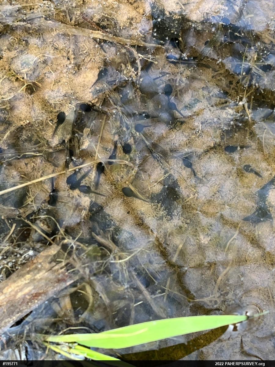 Eastern American Toad