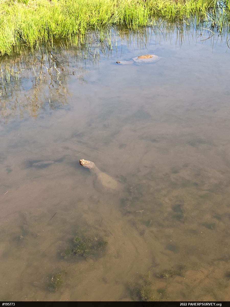 Snapping Turtle