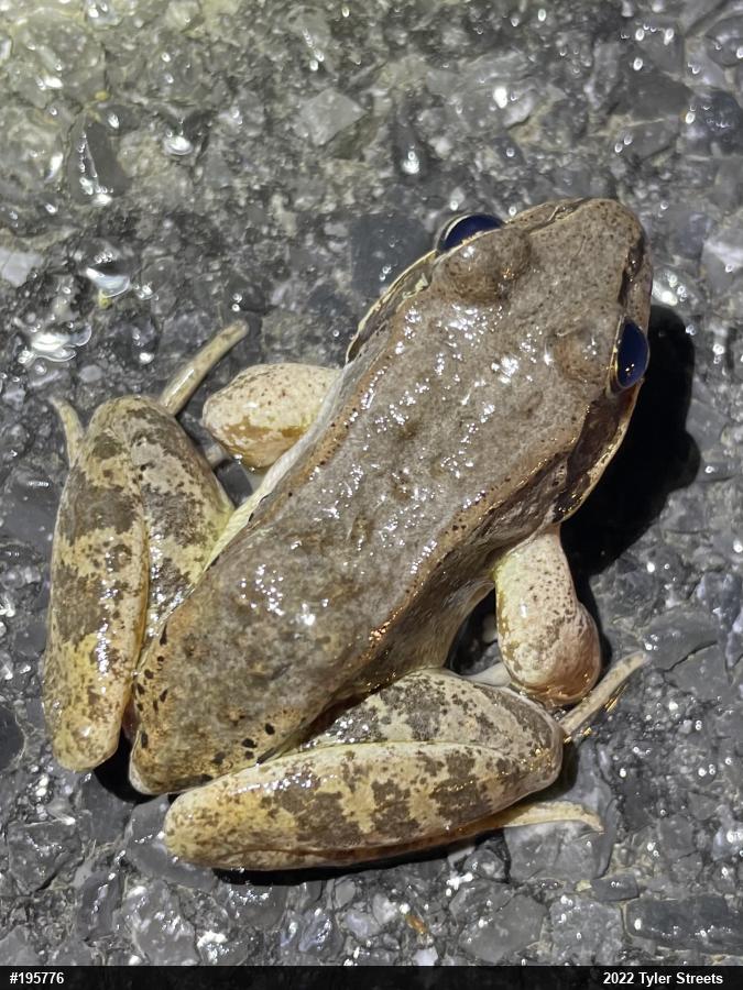 Wood Frog