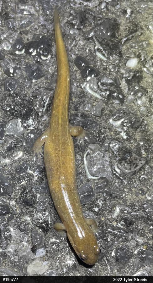 Northern Dusky Salamander