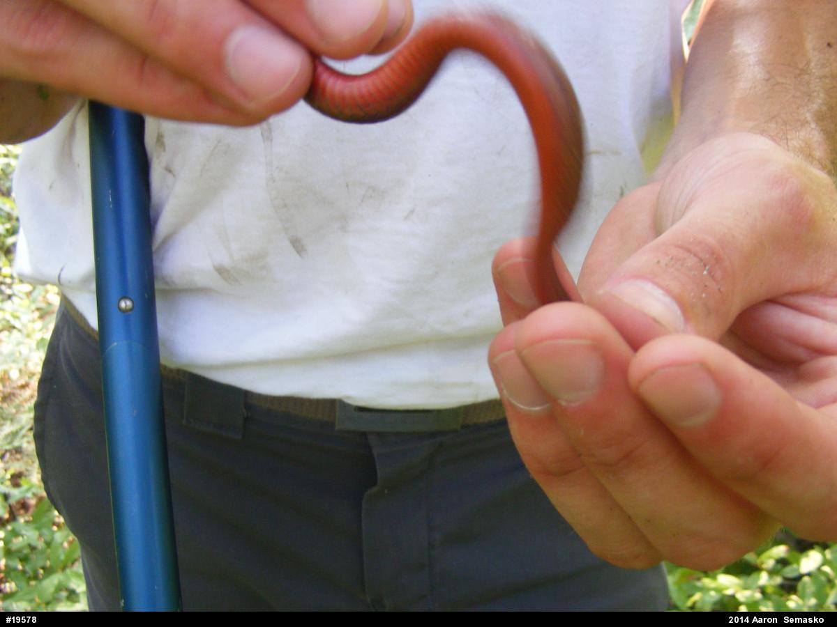 Red-bellied Snake