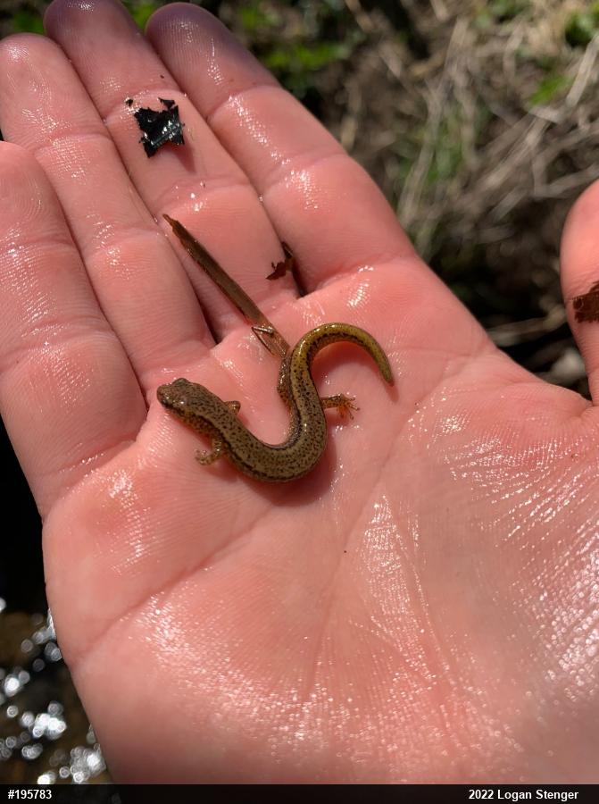 Northern Two-lined Salamander