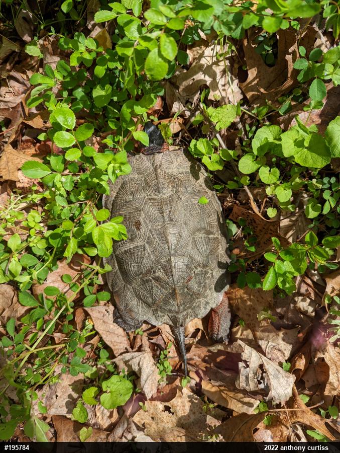 Wood Turtle