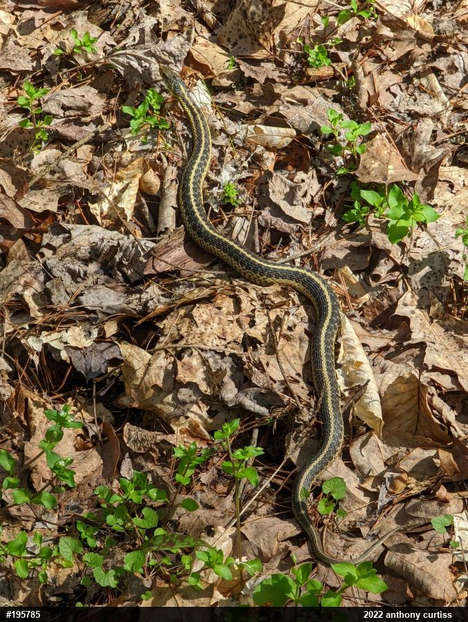 Eastern Gartersnake