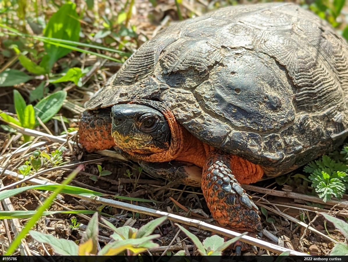 Wood Turtle
