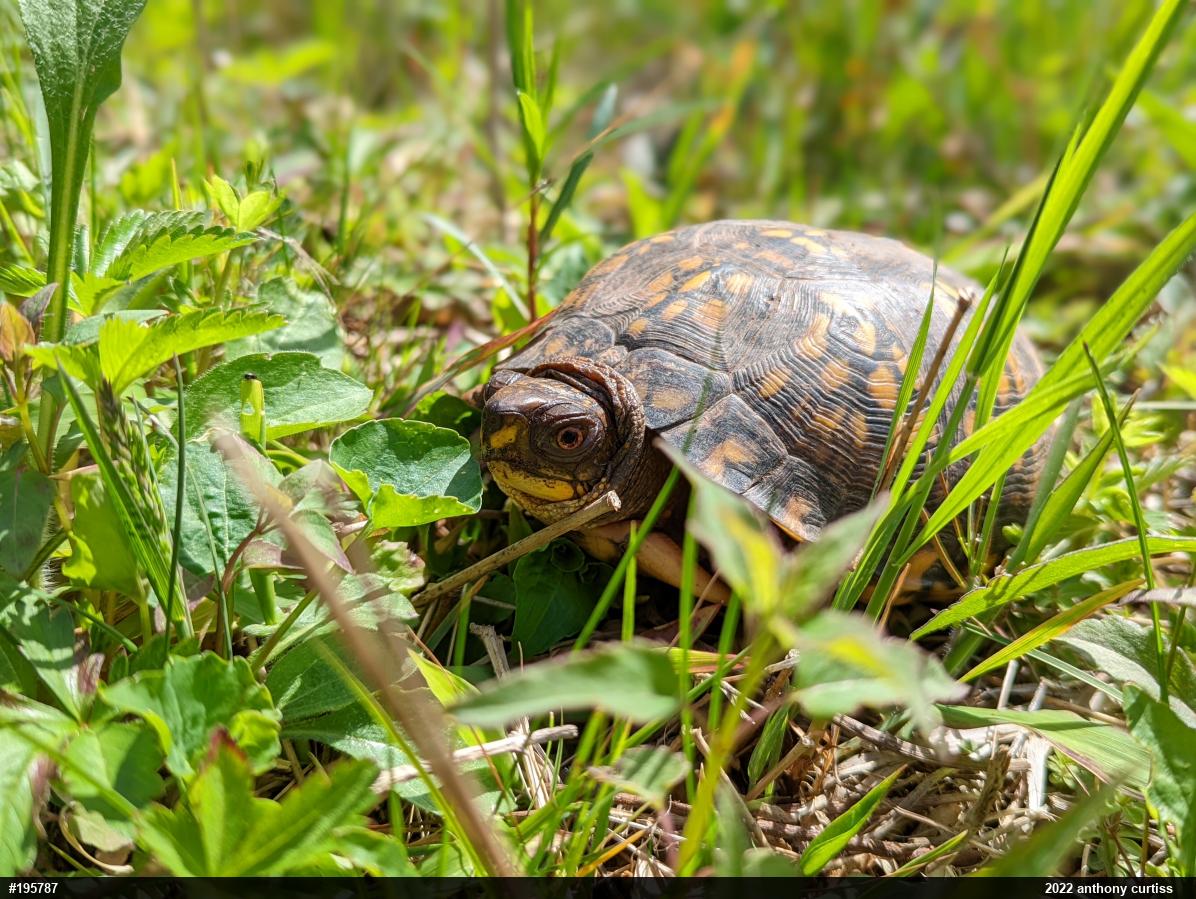 Eastern Box Turtle