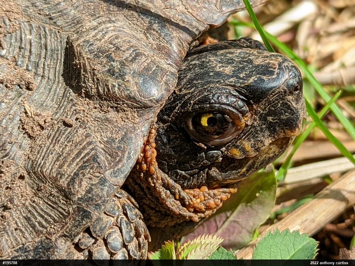 Wood Turtle