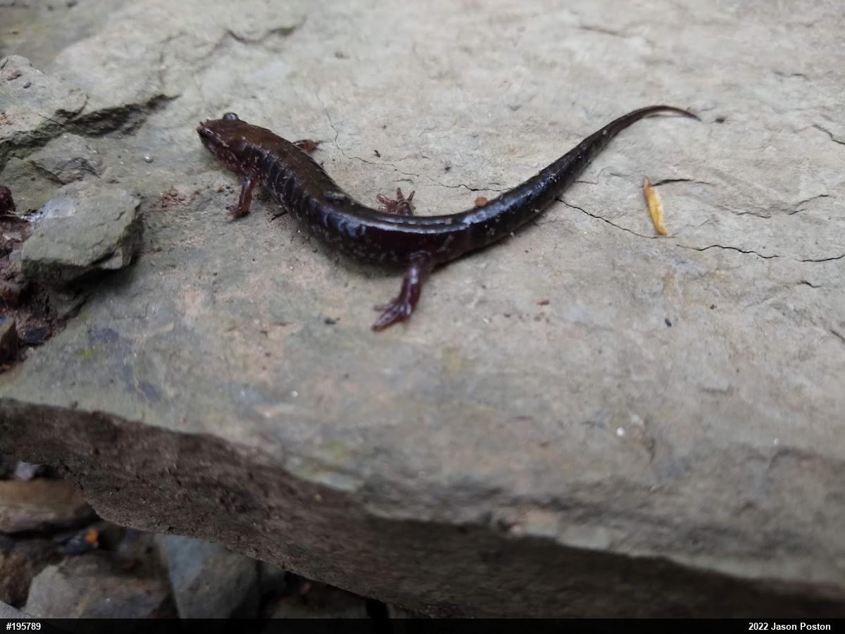 Allegheny Mountain Dusky Salamander