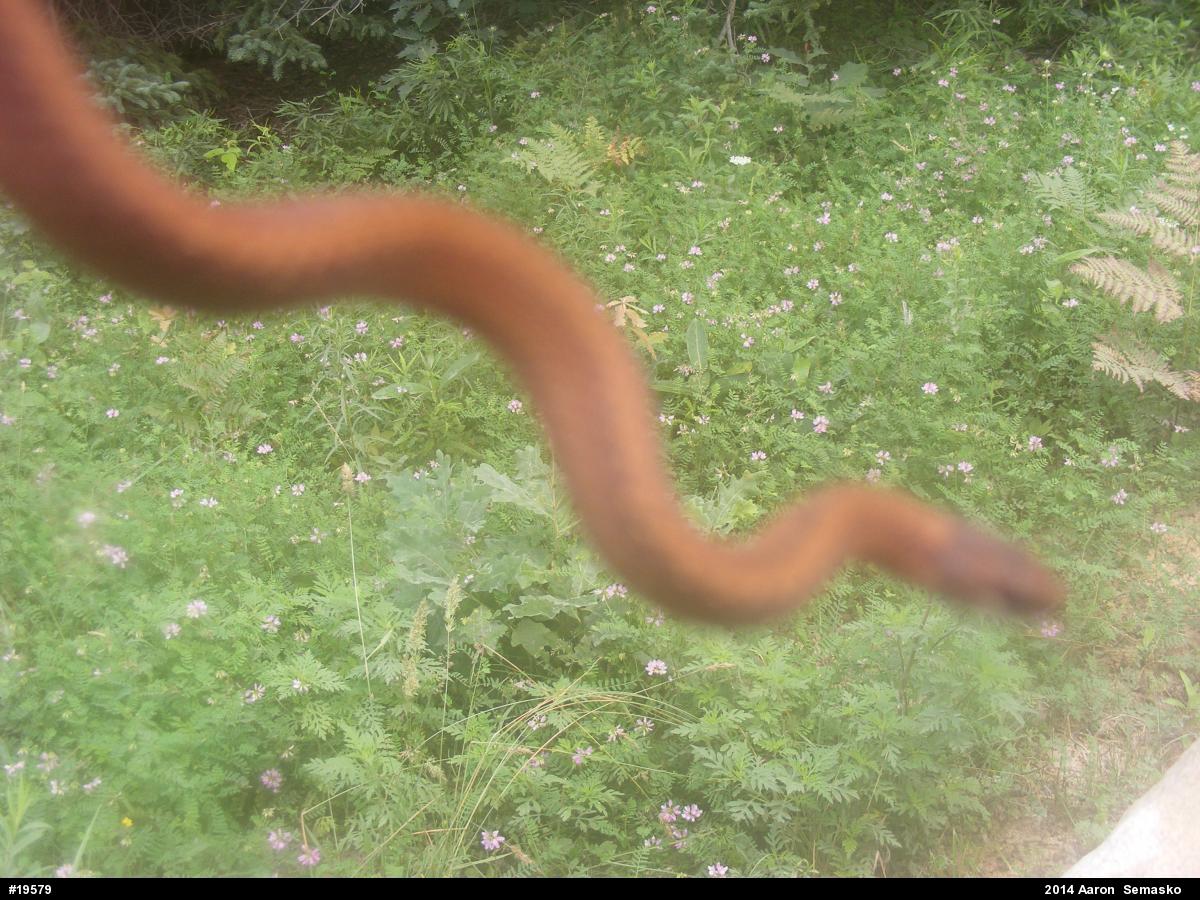 Red-bellied Snake