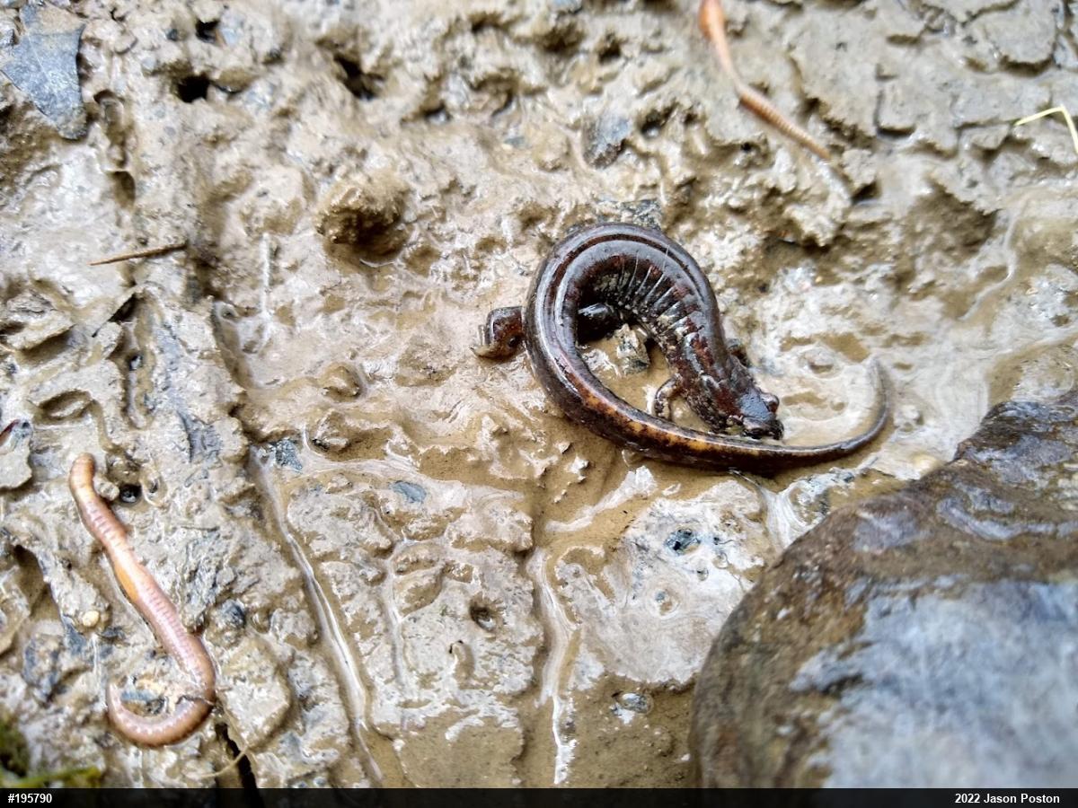 Northern Dusky Salamander
