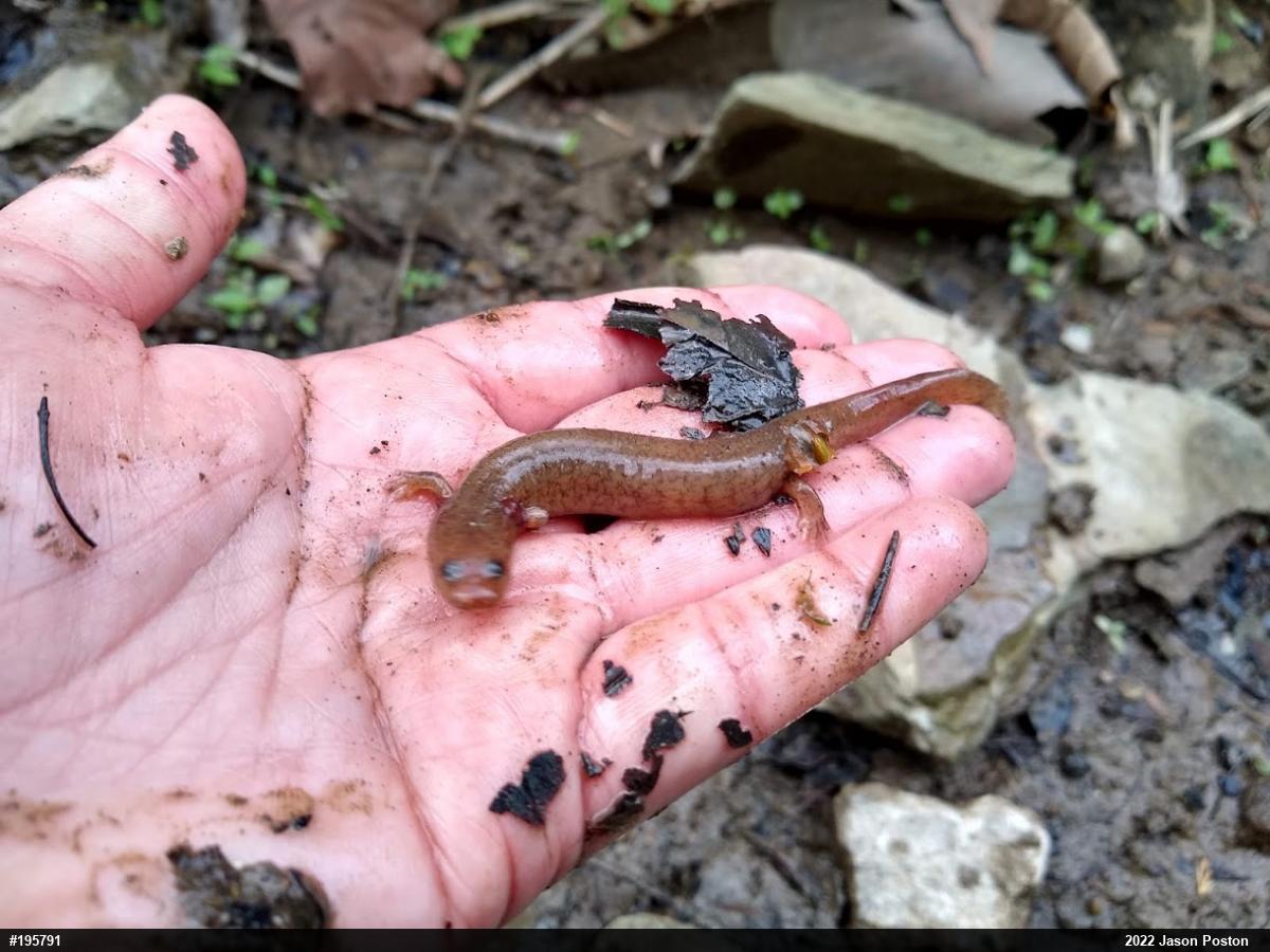 Northern Spring Salamander