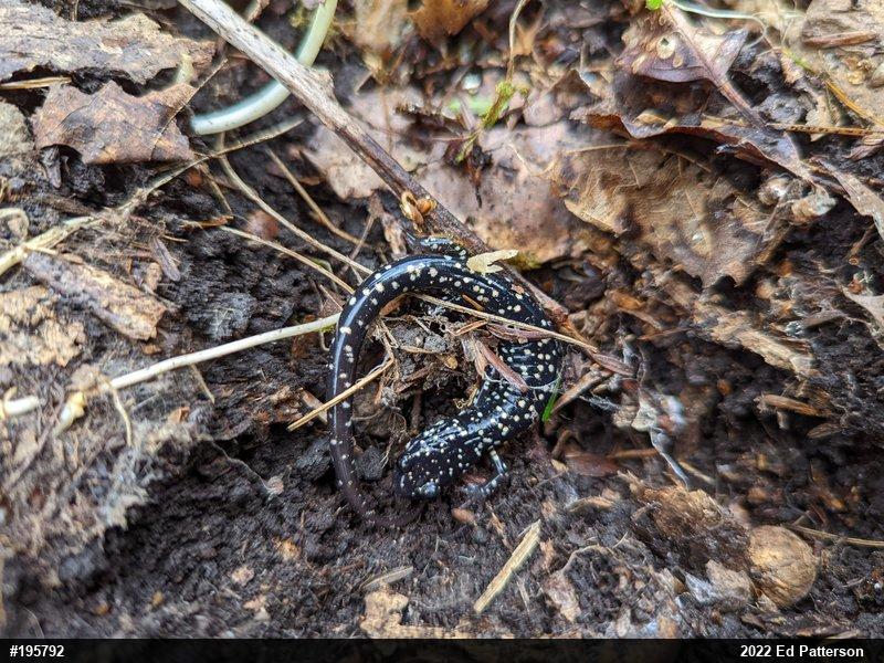 Northern Slimy Salamander