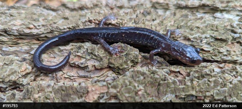 Wehrle's Salamander